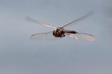Dragonfly In Flight_00505